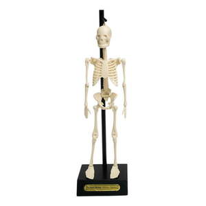 Model kostry Rex London Anatomical vyobraziť