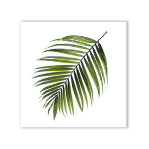 Obraz Styler Canvas Greenery Black Palm, 32 x 32 cm vyobraziť