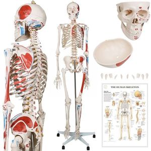JAGO Anatómia človeka-kostra s detailmi maľby svalov, 181 cm vyobraziť