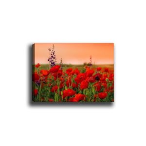 Obraz na plátne Poppy field 50x70 cm vyobraziť