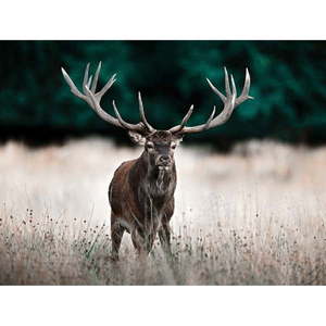 Obraz 85x113 cm Deer - Styler vyobraziť