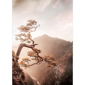Sklenený obraz 50x70 cm Brown Tree - Styler vyobraziť