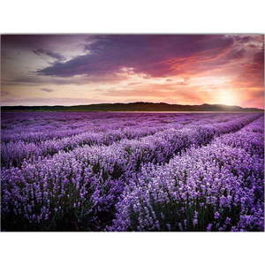 Obraz 100x70 cm Lavender Field – Wallity vyobraziť
