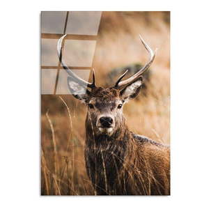 Sklenený obraz 70x100 cm Deer - Wallity vyobraziť