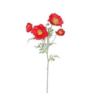 Vlčí mak 4 kvety, v. 52 cm, červená vyobraziť