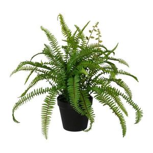 Dekoračná Rostlina Farn, V: 40cm vyobraziť
