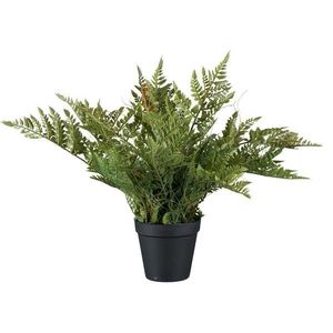 Dekoračná Rastlina Farn, V: 40cm vyobraziť