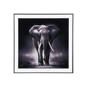 Obraz 50x50 cm Elephant - PT LIVING vyobraziť