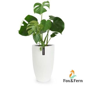 Fox & Fern Almere Kvetináč Fibre Stone ideálny pre rastliny, ručne vyrobený, kužeľovitý vyobraziť
