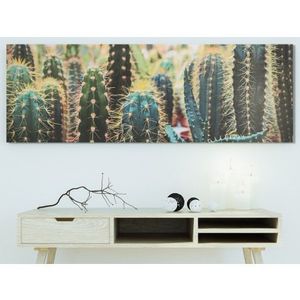 Obraz na plátne Kaktusy, 150x50 cm% vyobraziť