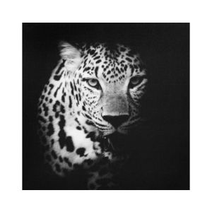 Obraz na plátne Leopard, 50x50 cm% vyobraziť