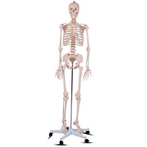 Anatomický model kostry so stojanom vyobraziť