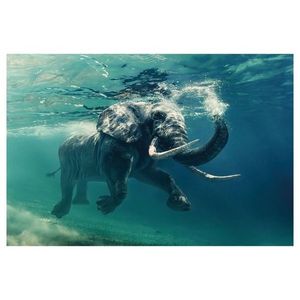 Sconto Obraz ELEPHANT 120x80 cm, viacfarebná vyobraziť