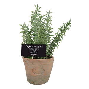 Umelá rastlina (výška 21, 5 cm) Thyme – Esschert Design vyobraziť