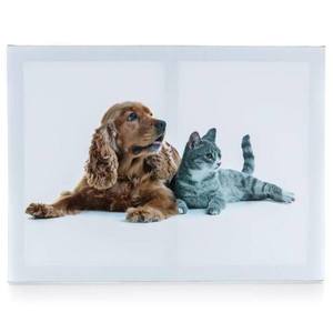 Sconto Obraz na plátne DOG AND CAT I 40x30 cm, motív pes s mačkou vyobraziť