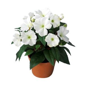 Umelá Netýkavka v kvetináči biela, 24 cm vyobraziť