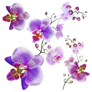 Samolepiaca dekorácia Orchids, 30 x 30 cm vyobraziť