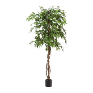 Umelý fikus (výška 180 cm) Ficus – Kave Home vyobraziť