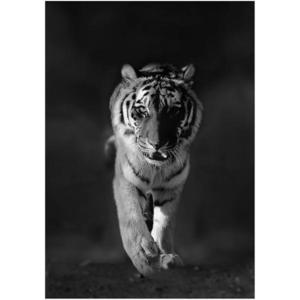 Obraz Glasspik Animals 70X100 GL100 Tiger GL-00210 vyobraziť