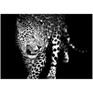 Obraz Glasspik Animals 70X100 GL106 Leopard vyobraziť