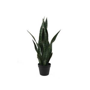Sušená rastlina (výška 66 cm) Sansevieria – PT LIVING vyobraziť