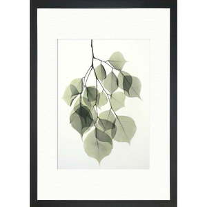 Plagát 24x29 cm Tender Leaves - Tablo Center vyobraziť