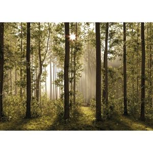 Fototapeta XXL Forest 360 x 254 cm, 4 diely vyobraziť