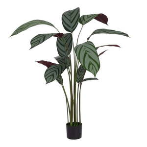 Umelá rastlina (výška 150 cm) Calathea – Ixia vyobraziť