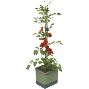 GUSTA GARDEN TOM TOMATO STANDARD SAMOZAVLAZOVACI KVETINAC TMAVO ZELENY, GG-103610 vyobraziť