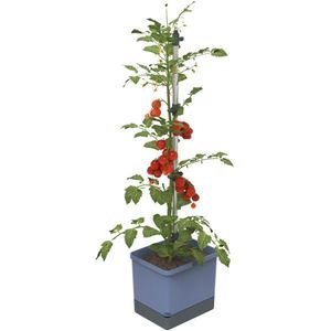 GUSTA GARDEN TOM TOMATO STANDARD SAMOZAVLAZOVACI KVETINAC MODRY, GG-104610 vyobraziť