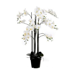 XXXL ORCHIDEA vyobraziť