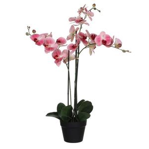 XXXL ORCHIDEA vyobraziť