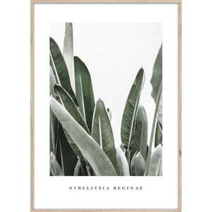 Obraz 50x70 cm Strelitzia – Styler vyobraziť