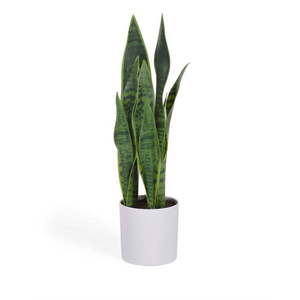 Umelá rastlina (výška 55 cm) Sansevieria – Kave Home vyobraziť