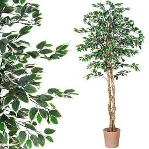 PLANTASIA 1654 Umelá kvetina - fikus - 190 cm vyobraziť