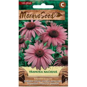 Echinacea purpurová, fialová vyobraziť