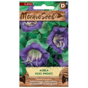 Kobea - vilec ťahavá, fialová vyobraziť