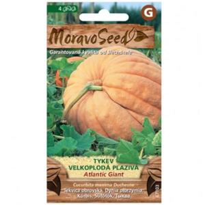 Tekvica veľkoplodová plazivá Antlantic Giant vyobraziť