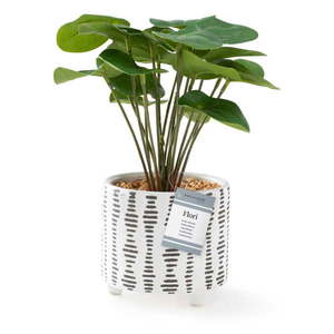 Umelá rastlina (výška 23 cm) Flori Pilea – AmeliaHome vyobraziť