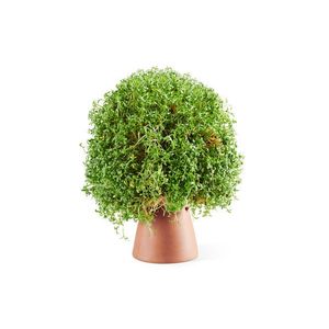 Veľkonočné vajíčko s osivom vyobraziť