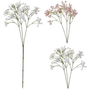 Lyszczec wiechowaty 68CM vyobraziť