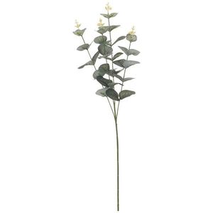 Eukaliptus 65cm vyobraziť