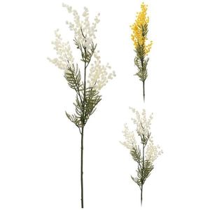 Acaciafarnesiana 85cm 2ass vyobraziť