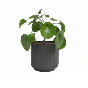 Kategórie > Dekorácie > Kvety a kvetináče > Kvetináče vyobraziť