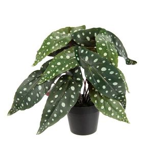 KER BEGÓNIE vyobraziť