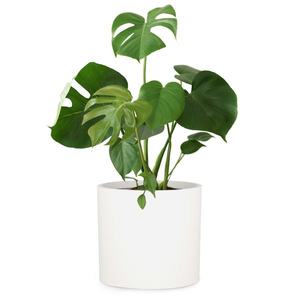 Fox & Fern Venlo, kvetináč, Polystone, interiér a exteriér, 3 veľkosti vyobraziť