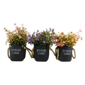 MAKRO - Sukulent 21cm rôzne farby vyobraziť