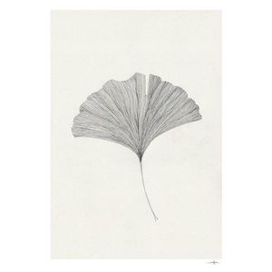 Plagát 50x70 cm Ginkgo Leaf – Ana Frois – The Poster Club vyobraziť