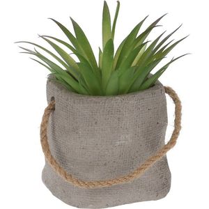 MAKRO - Sukulent v kvetináči 8x8x13cm vyobraziť