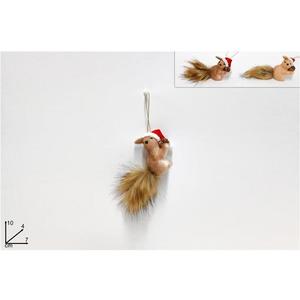 MAKRO - Veverička so šiškou rôzne druhy vyobraziť